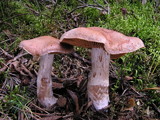 Cortinarius laniger image