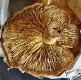 Phaeolepiota aurea image
