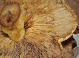 Phaeolepiota aurea image