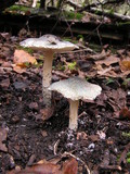 Lepiota grangei image