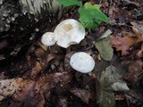 Leccinum holopus image