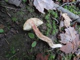 Leccinum holopus image