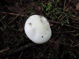 Hygrophorus eburneus image
