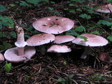Agaricus porphyrizon image