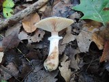 Armillaria gallica image