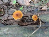 Pholiota granulosa image