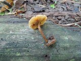 Pholiota granulosa image