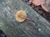 Pholiota granulosa image
