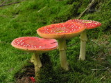 Amanita muscaria var. muscaria image