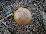 Suillus acidus image