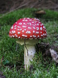 Amanita muscaria var. muscaria image