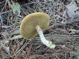 Suillus acidus image
