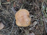 Suillus acidus image
