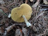 Suillus acidus image