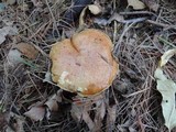 Suillus acidus image