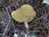 Suillus acidus image