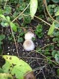 Coprinopsis romagnesiana image