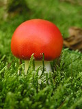 Amanita muscaria var. muscaria image