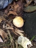 Scleroderma areolatum image