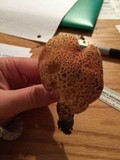 Suillus spraguei image