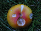 Amanita muscaria var. muscaria image