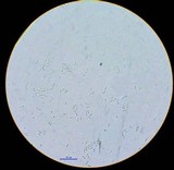 Isaria tenuipes image