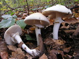 Limacella guttata image