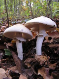 Limacella guttata image