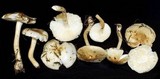 Limacella subillinita image