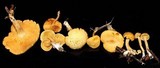 Gymnopilus lepidotus image