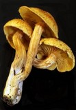 Gymnopilus lepidotus image