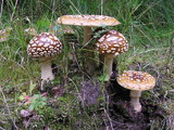 Amanita regalis image
