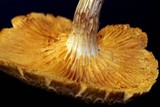 Gymnopilus lepidotus image
