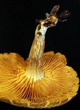 Gymnopilus lepidotus image