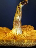 Gymnopilus lepidotus image