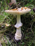Amanita regalis image
