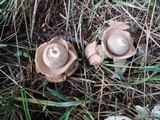 Geastrum triplex image