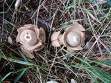 Geastrum triplex image