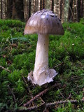 Amanita submembranacea image
