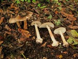 Amanita brunnescens image