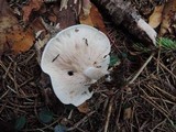 Lepista densifolia image