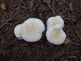 Lepista densifolia image