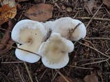 Lepista densifolia image