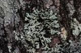 Heterodermia obscurata image