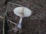 Chlorophyllum olivieri image