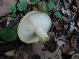 Lactarius pubescens image