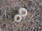 Ampulloclitocybe clavipes image