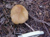 Chroogomphus tomentosus image