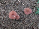 Laccaria bicolor image