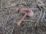 Laccaria bicolor image